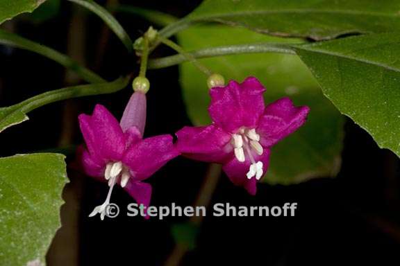 fuchsia encliandra 7 graphic